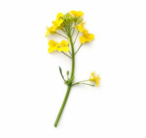 rapeseed plant